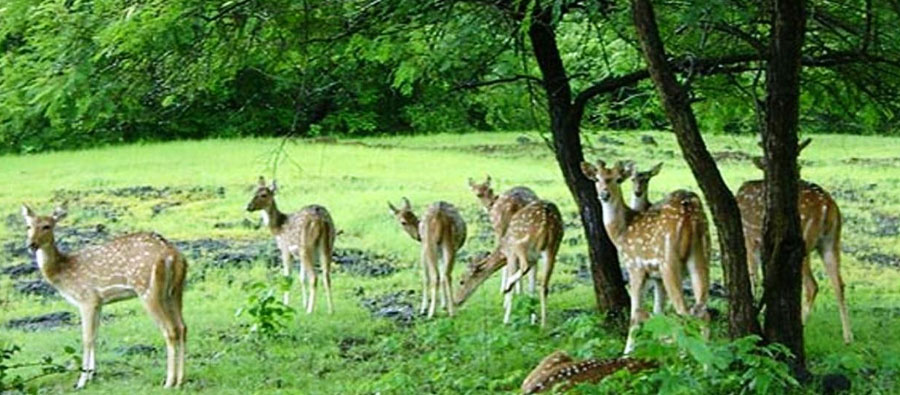 Wild life Budget Tours in India